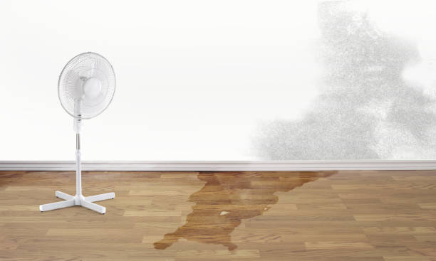 Best Mold removal after water damage  in Sagamore, MA
